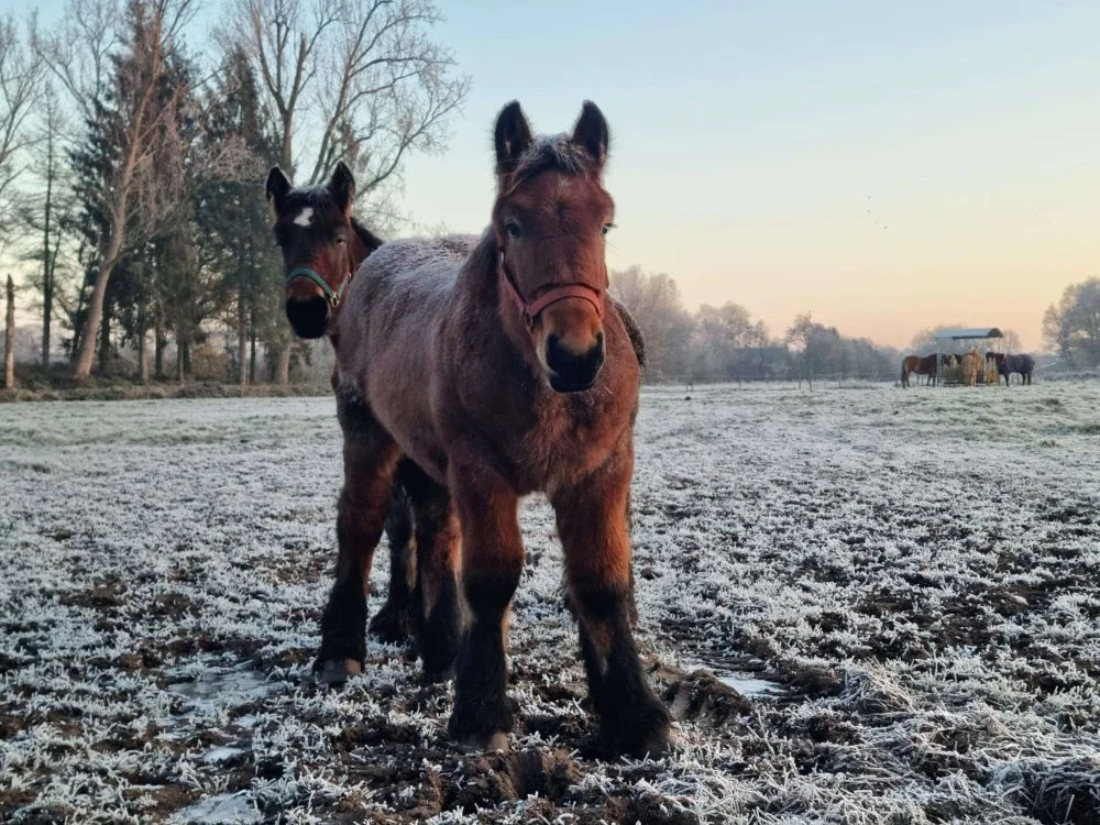 Veulen in het weiland met sneeuw