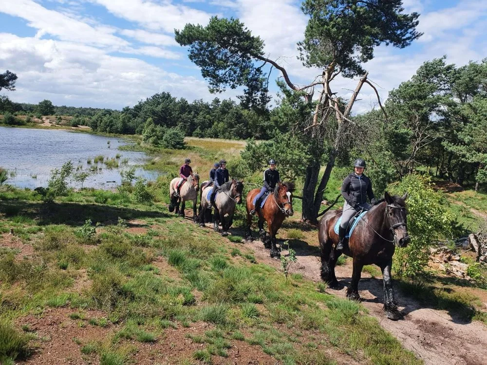 Trekpaarden onderweg in het avondlicht