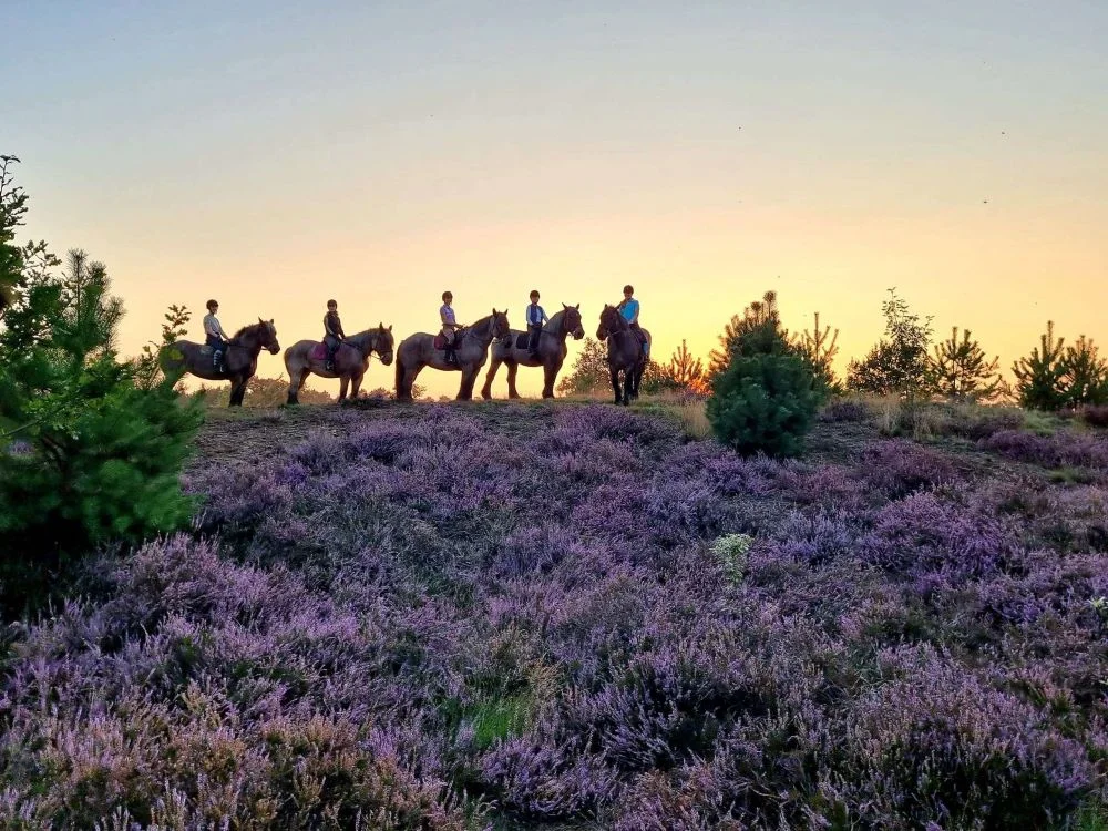 Een groep geniet van een rit met de trekpaarden
